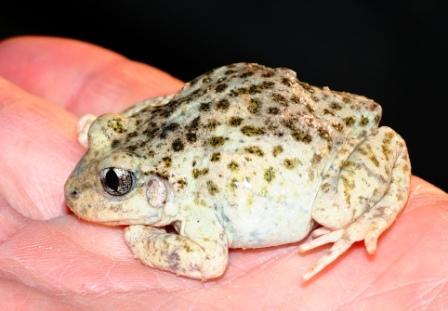 335fb-img_12672528122529