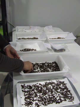 Meles Actividad 25-10-2015_semillas (74)