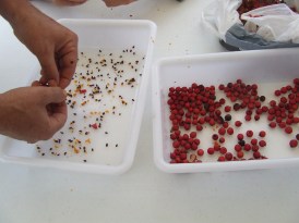 Meles Actividad 25-10-2015_semillas (89)